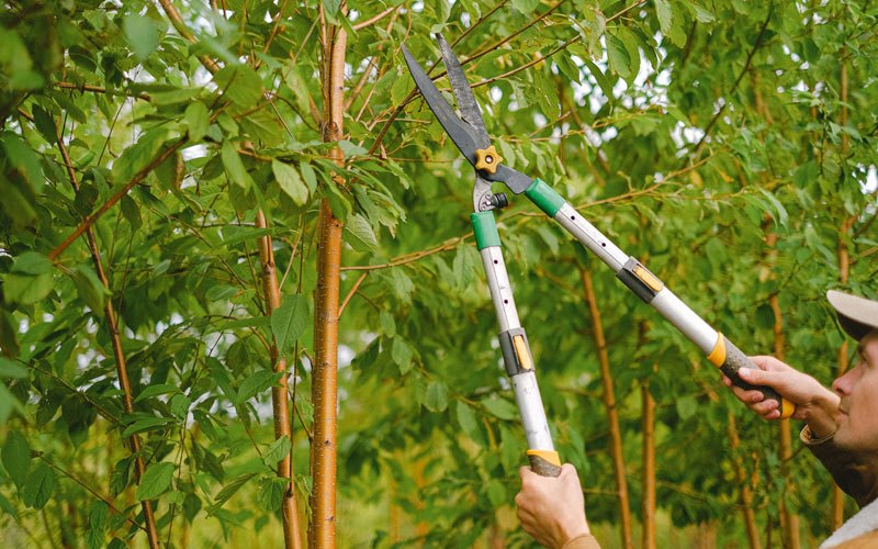 Tree trimming in Washougal, WA